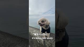 海をバックに写真を撮らせる犬【関西弁でしゃべる犬】#130  A dog that lets you take pictures at the sea  #shorts