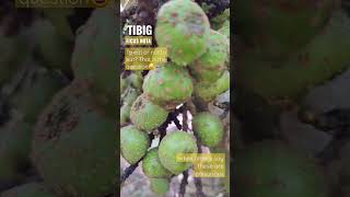 Tibig/ FICUS NOTA are they really edible? #wildfruit #love #figfruit #offgrid #homestead