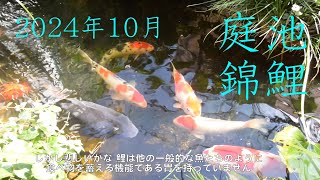 ビオトープ庭池錦鯉／７年３ヶ月目【飼育日記】'24 神無月 / Japanese Nishiki Koi fish pond & biotope / October 2024