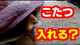 恐る恐るこたつの中に入ろうとしたら入れなかったうさぎちゃん（笑）A rabbit who was afraid to enter the kotatsu