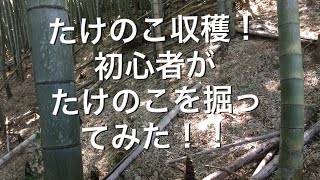 タケノコ掘り 掘り方 初心者