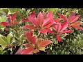 Caring and Propagating Pieris Japonica