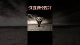 20年の時を超えた涙の再会！ゾウが教えてくれる絆の力 #shorts #動物