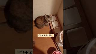 【猫さんズ】何だか情報量が多いけど我が家は今日も賑やかで平和です　#ベンガル　#猫なの　#猫と暮らす