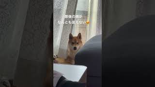 可愛いねと言われたハクは・・・ #キツネ顔 #柴犬 #美犬