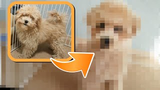 初めてのトリミングに行ったら見違えました【トイプードルの子犬】