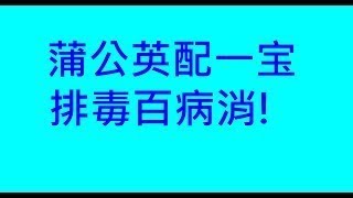 蒲公英配一宝,排毒百病消||蒲公英 天然抗生素 玉米须 蜂蜜 金银花 山楂 甘草 龙眼 枸杞 丁香 消炎利尿 清热解毒 消痈散结 感染 化脓 水肿 炎症 痈肿 疮毒 身体结节 乳痈