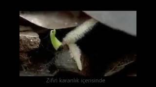 TOHUM MUCİZESİ... SÜBHANALLAH...