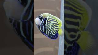 タテジマキンチャクダイ🐠/Emperor angelfish #aquarium