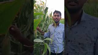 067 Vallarasan from Perambalur District | Tamil Nadu | Nano Urea Testimonial