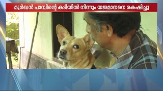 കിട്ടു നീ സൂപ്പറാഡാ..; മൂർഖൻ പാമ്പിന്റെ കടിയിൽ നിന്നും യജമാനനെ രക്ഷിച്ച് വളർത്തു നായ | Pet Love