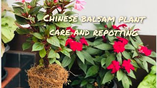 Chinese Balsam plant care and repotting  #chinesebalsam #balsam #impatiens #repottingplants #plants