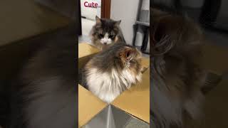 Cute Cats Most Popular Viral Video//Amazing pet//😻😻🐈🐈.....#shorts #shortvideo #amazing #cutecat