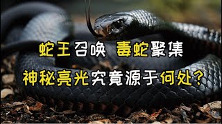 村民无故被毒蛇咬伤，神秘怪石，群蛇聚集的背后究竟有什么秘密？|蛇王|眼镜蛇|宝藏#小妹说历史