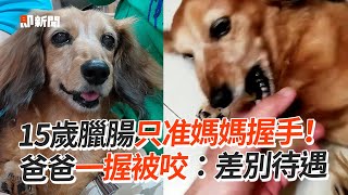 15歲臘腸只准媽握手！爸爸一碰就開咬🤣｜寵物動物｜臘腸狗｜差別待遇