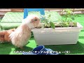 どこに隠れた？かくれんぼして部屋んぽを楽しむモルモット　cute guineapig