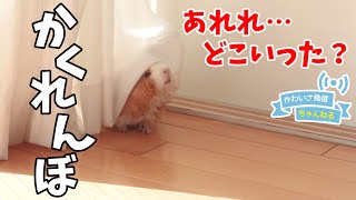 どこに隠れた？かくれんぼして部屋んぽを楽しむモルモット　cute guineapig