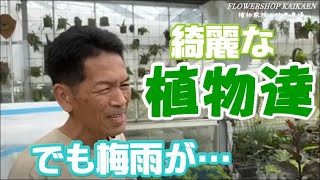 綺麗な植物達　でも梅雨が…　気をつける事　植物家族　岐阜農場【おうちでガーデニング】開花園チャンネル