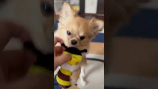 Chihuahua playing with new toys / 新しいおもちゃで遊ぶチワワ #Shorts