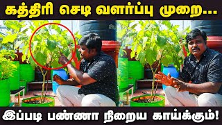 கத்திரி செடி வளர்ப்பு முறை 🍆 : இதை Follow பண்ணா கொத்துக்கொத்தாய் காய்க்கும் 👌