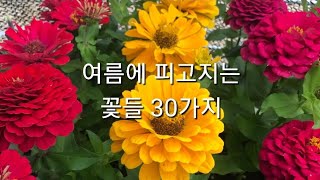 6월 23일_6월 야생화, 여름꽃 30종 오데마리, 백화등, 황금송학, 안개꽃 등