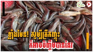 ខ្លាំងមែន! សូម្បីត្រីកញ្ចុះក៏អាចចិញ្ចឹមបានដែរ | កម្មវិធីកសិកម្ម