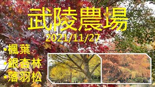 武陵農場楓葉.銀杏林.落羽松 2021/11/27