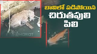 బావిలో పడిపోయిన చిరుతపులి , పిలి || A leopard falling into a well, cat