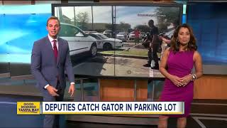 Deputies catch gator in parking lot in Sarasota County