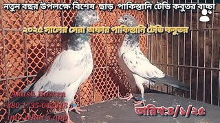 নতুন বছর উপলক্ষে সেরা অফার পাকিস্তানি টেডি কবুতর বাচ্চা কিনুন পানির দামে। #সেল পোস্ট #pigeonsell