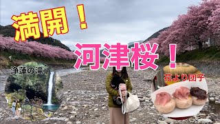 河津桜見頃だよー　キャンピングカーのある週末！