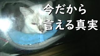 #病気の保護猫　保護した時は瀕死だった（おばあちゃんが一人で抱えていた）