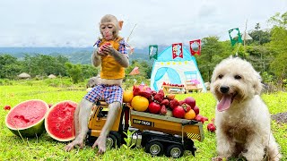 Bim Bim harvest strawberries with Amee dog