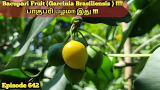 Bacupari Fruit  #(Garcinia Brasiliensis ) #பாகுபரி பழமா இது