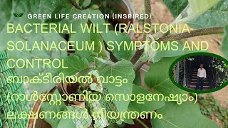 Bacterial wilt (Ralstonia solanaceum) #ബാക്ടീരിയൽ വാട്ടം (റാൾസ്റ്റോണിയ സൊളനേഷ്യാം