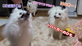 なんでもおもちゃにしちゃう日本スピッツ達ww【多頭飼い】