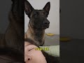 然而我比它更没用 马犬 狗狗 shorts puppy germanshepherd doglove cute funny animals pets love 可愛い