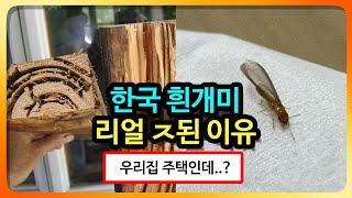 흰개미는 개미가 아니다?