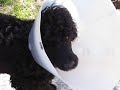 marley a playful nine month old portuguese water dog being silly