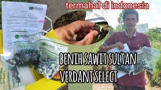 Bibit sawit verdant select