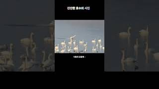 순수/조화의 아름다움/하남 당정섬 고니