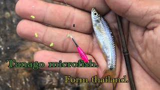 Easy fishing ตกปลาเล็กๆ สไตล์ Tanago