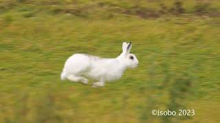 [4K]疾走するエゾユキウサギ 　A galloping Ezo snow rabbit