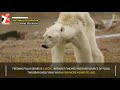 heart wrenching video shows starving polar bear on iceless land nat geo official video