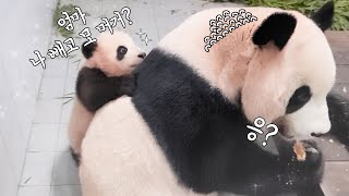 A baby panda never let her mommy eat alone in peace | Everland Panda World (Baby Panda 'FuBao')