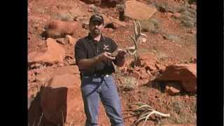 Mule Deer Sheds - MossBack
