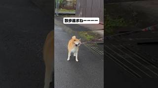 散歩の方向でもめる柴リアンハスキー😑😑 #シベリアンハスキー #柴犬#面白い #youtubeshorts #shortsvideo #shorts