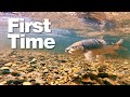 Fly Fishing Mahseer in Sabah Borneo's Crystal Clear River