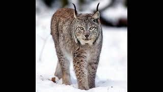 [WILDLIFE FACTS] Bobcats are beautiful, powerful, and capable of hunting a deer