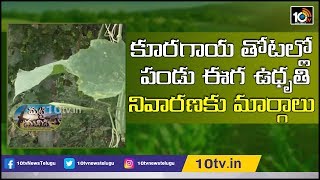 కూరగాయ తోటల్లో పండు ఈగ ఉధృతి నివారణకు మార్గాలు: Agri Scientist Ramprasad | Matti Manishi | 10TV News